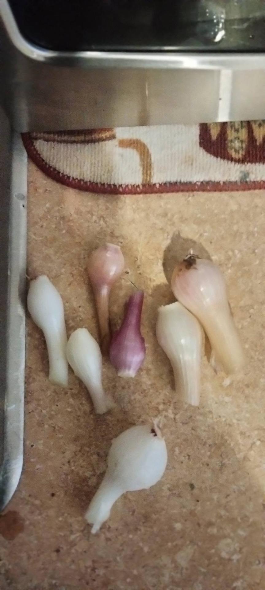 Freshly harvested onions from the community garden